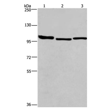 BCAR1 Antibody from Signalway Antibody (37147) - Antibodies.com
