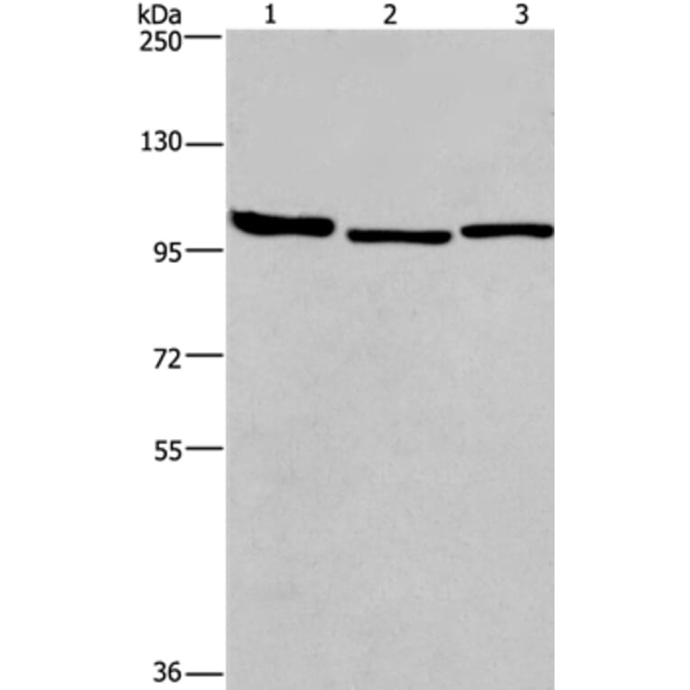 BCAR1 Antibody from Signalway Antibody (37147) - Antibodies.com