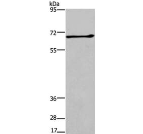 ALCAM Antibody from Signalway Antibody (37158) - Antibodies.com
