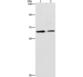 CDC23 Antibody from Signalway Antibody (37165) - Antibodies.com