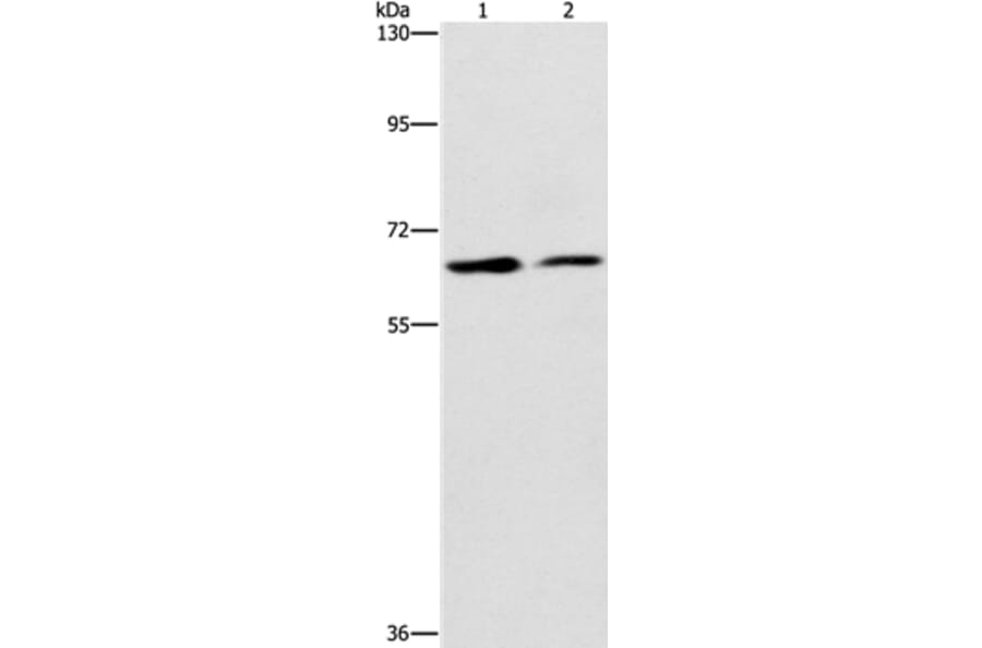 CDC23 Antibody from Signalway Antibody (37165) - Antibodies.com