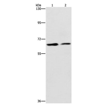CDC23 Antibody from Signalway Antibody (37165) - Antibodies.com
