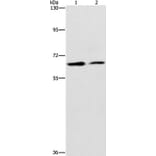 CDC23 Antibody from Signalway Antibody (37165) - Antibodies.com