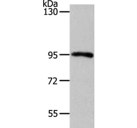MYSM1 Antibody from Signalway Antibody (37175) - Antibodies.com