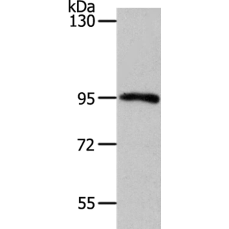 MYSM1 Antibody from Signalway Antibody (37175) - Antibodies.com