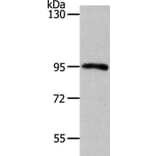 MYSM1 Antibody from Signalway Antibody (37175) - Antibodies.com