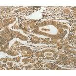 Immunohistochemistry - MYSM1 Antibody from Signalway Antibody (37175) - Antibodies.com