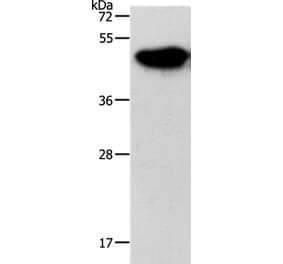 NDRG3 Antibody from Signalway Antibody (37176) - Antibodies.com