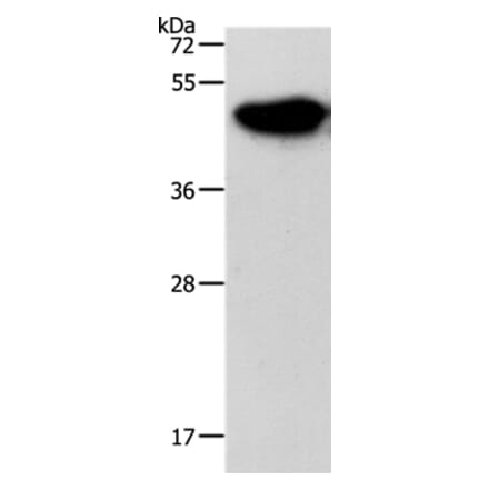 NDRG3 Antibody from Signalway Antibody (37176) - Antibodies.com