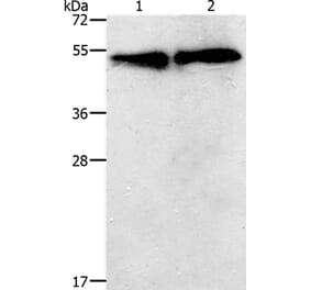 TACR2 Antibody from Signalway Antibody (37189) - Antibodies.com