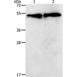TACR2 Antibody from Signalway Antibody (37189) - Antibodies.com