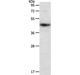 PDCD2 Antibody from Signalway Antibody (37210) - Antibodies.com