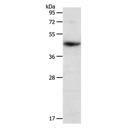 PDCD2 Antibody from Signalway Antibody (37210) - Antibodies.com