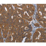 Immunohistochemistry - PDCD2 Antibody from Signalway Antibody (37210) - Antibodies.com
