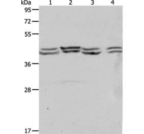 PSMD6 Antibody from Signalway Antibody (37223) - Antibodies.com