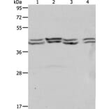 PSMD6 Antibody from Signalway Antibody (37223) - Antibodies.com
