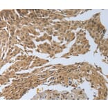 Immunohistochemistry - PSMD6 Antibody from Signalway Antibody (37223) - Antibodies.com