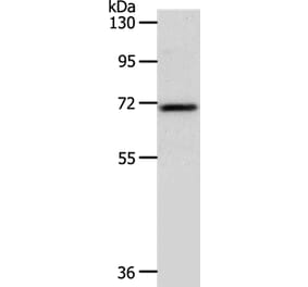 SOX13 Antibody from Signalway Antibody (37250) - Antibodies.com