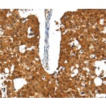 Immunohistochemistry - SSTR5 Antibody from Signalway Antibody (37260) - Antibodies.com