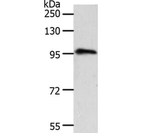 TRPC3 Antibody from Signalway Antibody (37283) - Antibodies.com