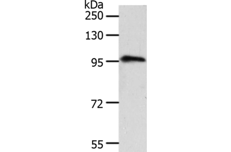 TRPC3 Antibody from Signalway Antibody (37283) - Antibodies.com
