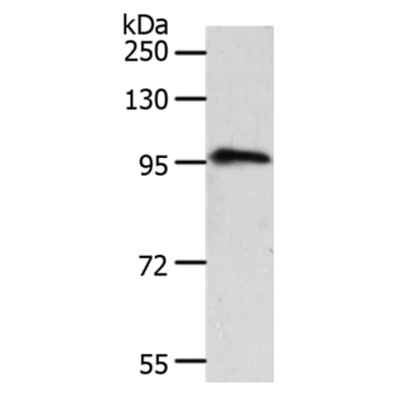 TRPC3 Antibody from Signalway Antibody (37283) - Antibodies.com