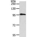 TRPC3 Antibody from Signalway Antibody (37283) - Antibodies.com