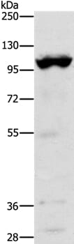 Gel: 10% SDS-PAGE Lysates (from left to right): Mouse heart tissue Amount of lysate: 40ug per lane Primary antibody: 1/1200 dilution Secondary antibody dilution: 1/8000 Exposure time: 20 seconds