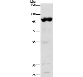TRPM5 Antibody from Signalway Antibody (37284) - Antibodies.com