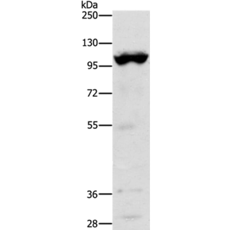 TRPM5 Antibody from Signalway Antibody (37284) - Antibodies.com