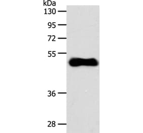 S1PR3 Antibody from Signalway Antibody (37289) - Antibodies.com