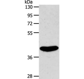 S1PR4 Antibody from Signalway Antibody (37290) - Antibodies.com