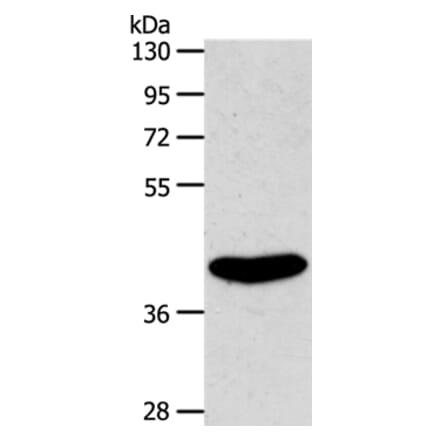 S1PR4 Antibody from Signalway Antibody (37290) - Antibodies.com