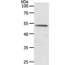 RXFP3 Antibody from Signalway Antibody (37299) - Antibodies.com
