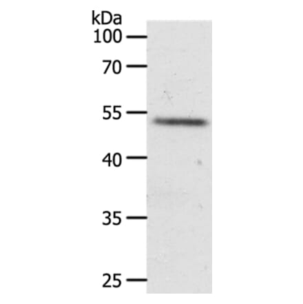 RXFP3 Antibody from Signalway Antibody (37299) - Antibodies.com