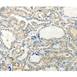 Immunohistochemistry - RXFP3 Antibody from Signalway Antibody (37299) - Antibodies.com
