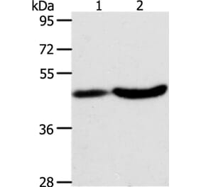 PLIN2 Antibody from Signalway Antibody (37318) - Antibodies.com