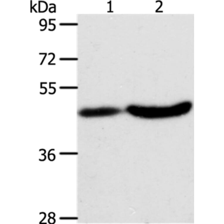 PLIN2 Antibody from Signalway Antibody (37318) - Antibodies.com