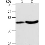 PLIN2 Antibody from Signalway Antibody (37318) - Antibodies.com