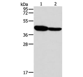 GLRA1 Antibody from Signalway Antibody (37329) - Antibodies.com