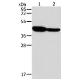 GLRA1 Antibody from Signalway Antibody (37329) - Antibodies.com