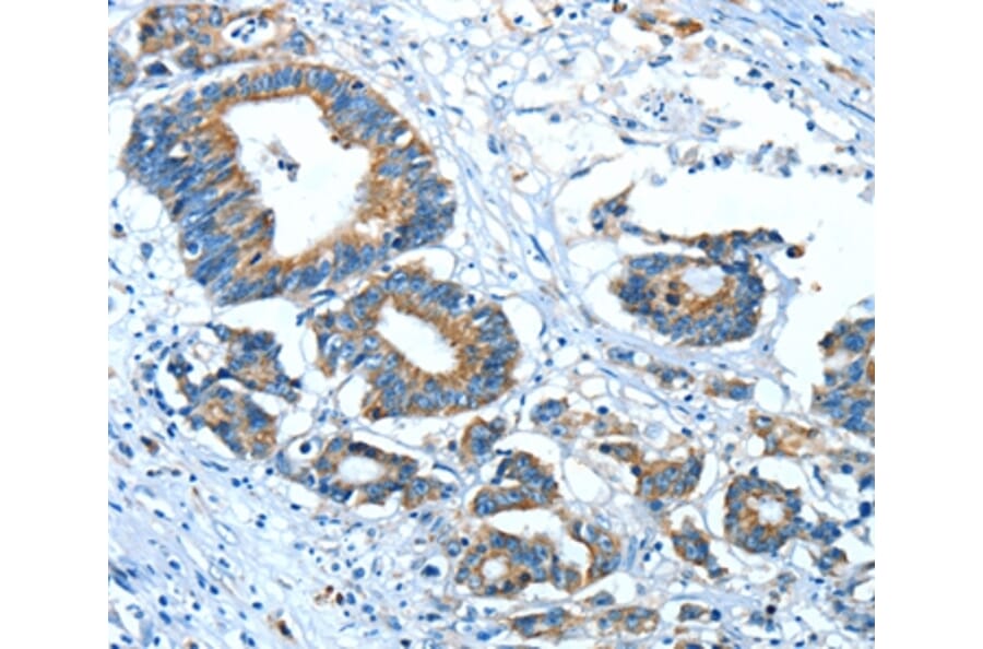 Immunohistochemistry - GLRA1 Antibody from Signalway Antibody (37329) - Antibodies.com