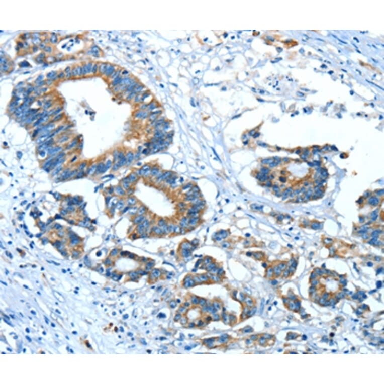 Immunohistochemistry - GLRA1 Antibody from Signalway Antibody (37329) - Antibodies.com