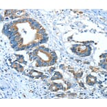 Immunohistochemistry - GLRA1 Antibody from Signalway Antibody (37329) - Antibodies.com