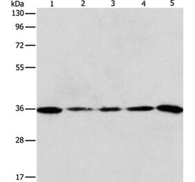 AURKC Antibody from Signalway Antibody (37365) - Antibodies.com