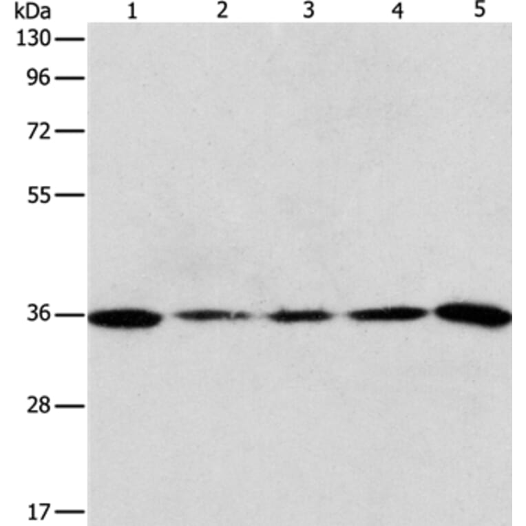 AURKC Antibody from Signalway Antibody (37365) - Antibodies.com