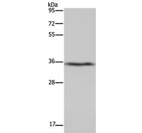 DDAH1 Antibody from Signalway Antibody (37368) - Antibodies.com