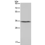 DDAH1 Antibody from Signalway Antibody (37368) - Antibodies.com