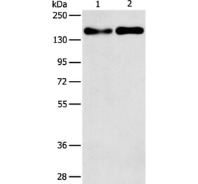 THBS1 Antibody from Signalway Antibody (37384) - Antibodies.com