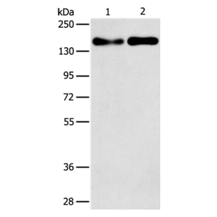 THBS1 Antibody from Signalway Antibody (37384) - Antibodies.com
